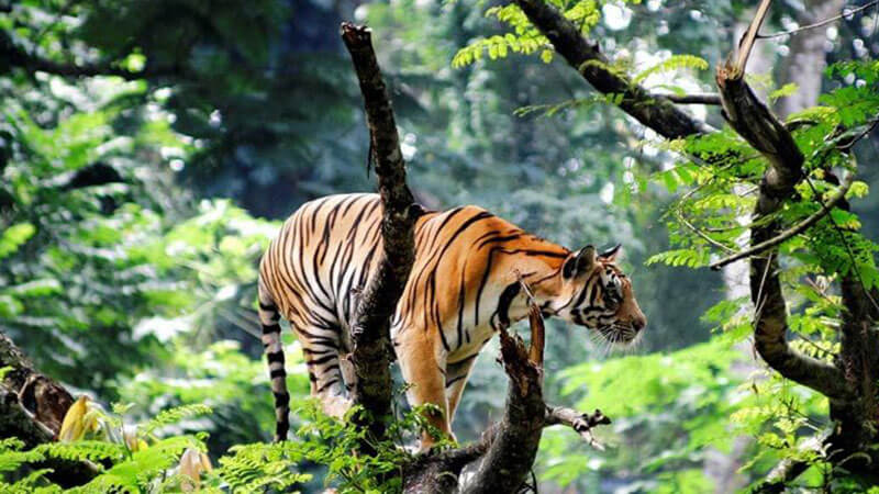 Periyar Wildlife Sanctuary